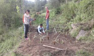 Farm Volunteers Germany