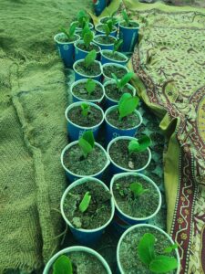 Vegetable Nusery Saplings