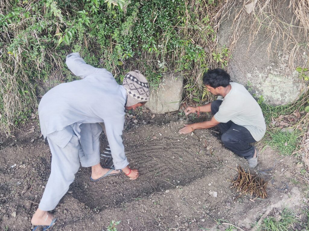 Lavender Plantation