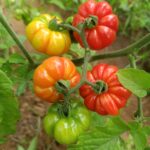 African-Tomato-Togo-3-scaled